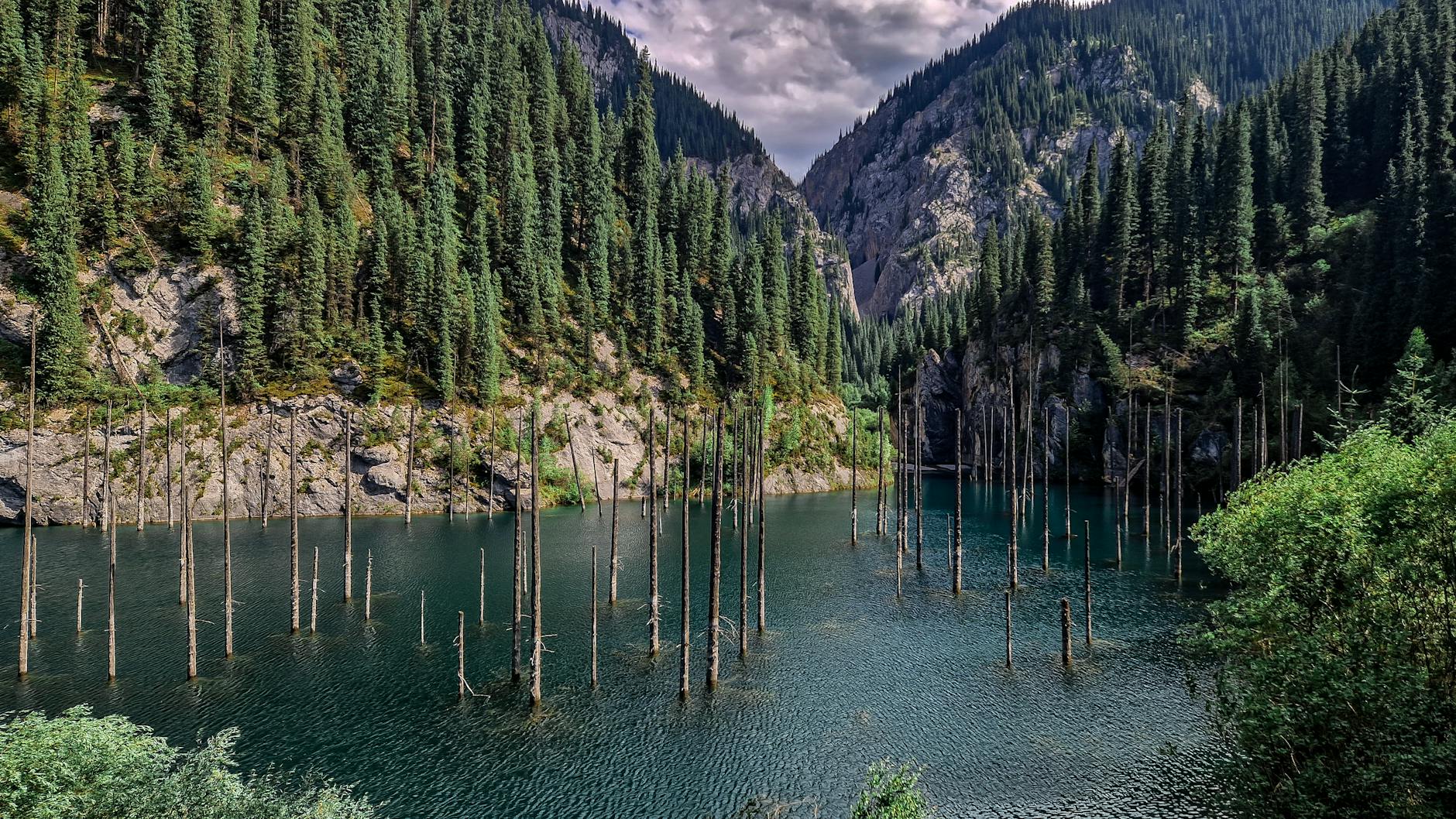 bare trees in lake kaindy in kazakhstan
