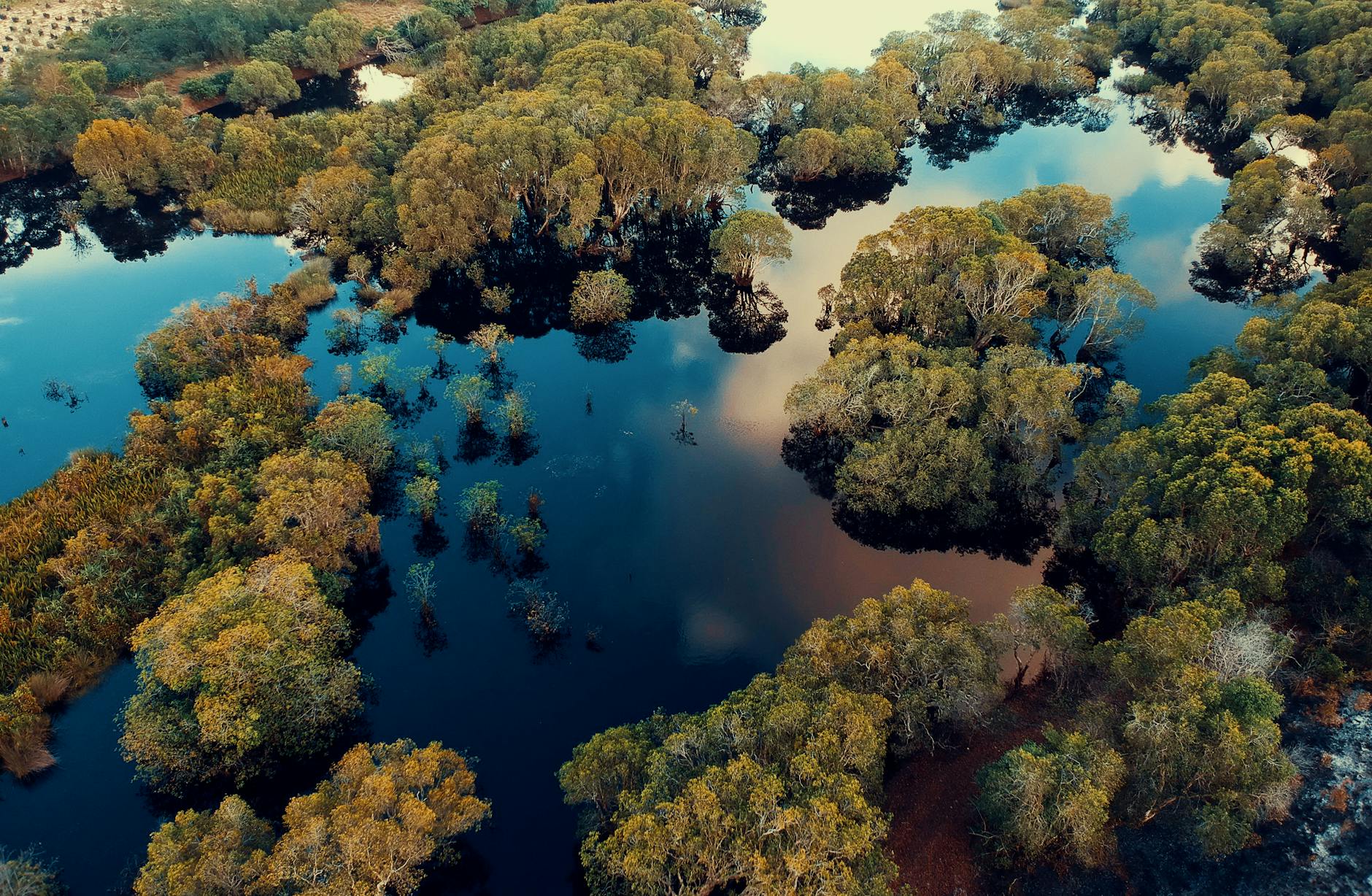 aerial view photography of green leaf trees surrounded by body of water at daytime